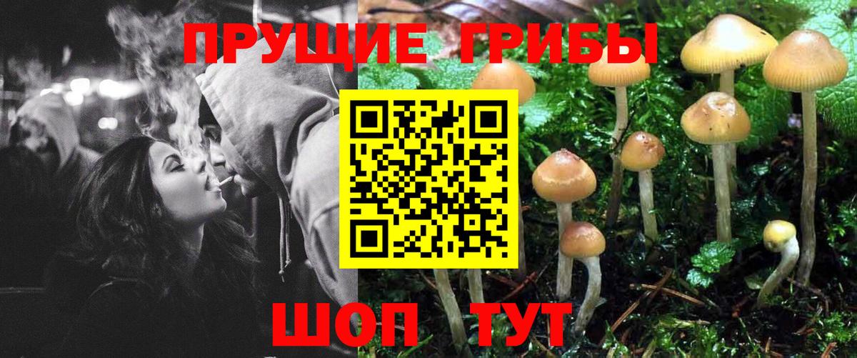 Сергиев Посад  Псилоцибиновые грибы Cubensis  Вход с VPN 